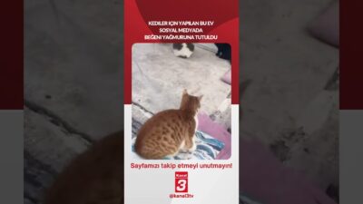 Kediler için yapılan bu ev sosyal medyada beğeni yağmuruna tutuldu…
