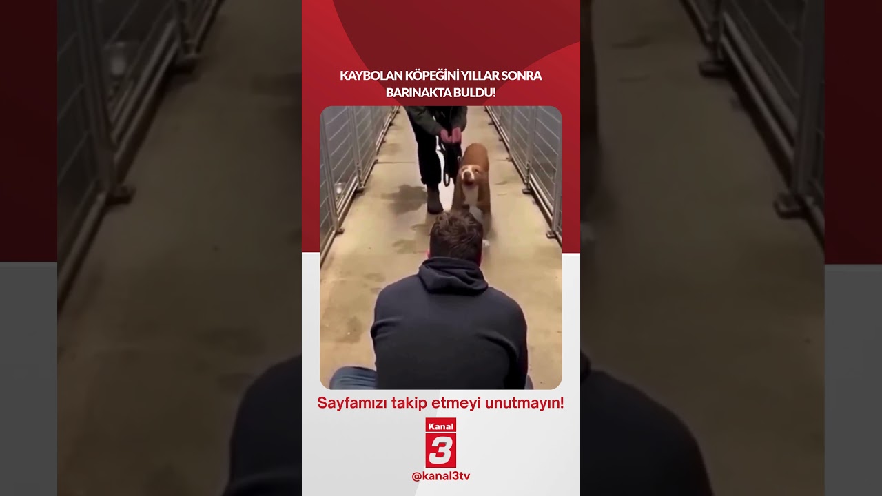 Kaybolan köpeğini yıllar sonra barınakta buldu! 📶https://kanal3.com.tr/ Sosyal Medya Hesaplarımızı