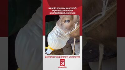Bir besici, solunum rahatsızlığı yaşayan buzağıyı kendi geliştirdiği cihazla kurtardı!