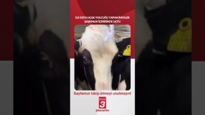 İlk defa uçak yolculuğu yapan inekler şaşkınlık içerisinde uçtu! 📶https://kanal3.com.tr/