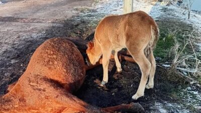 Ardahan’da Kura Nehri kıyısında kaydedilen görüntüler, izleyenleri duygusal bir yolculuğa