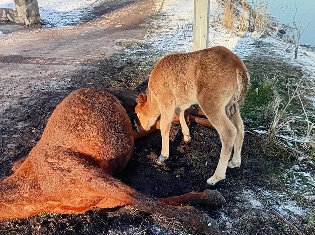 Ardahan’da Kura Nehri kıyısında kaydedilen görüntüler, izleyenleri duygusal bir yolculuğa