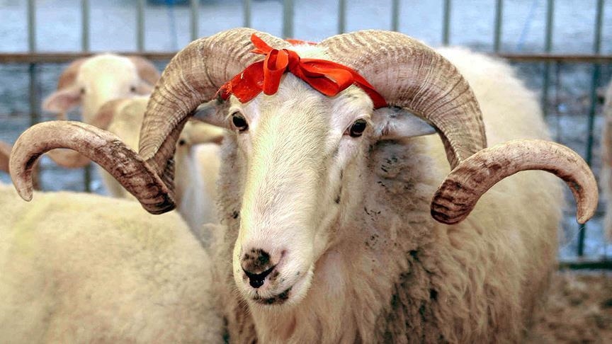 Diyanet İşleri Başkanı Safi Arpaguş, 2026 yılı vekalet yoluyla kurban