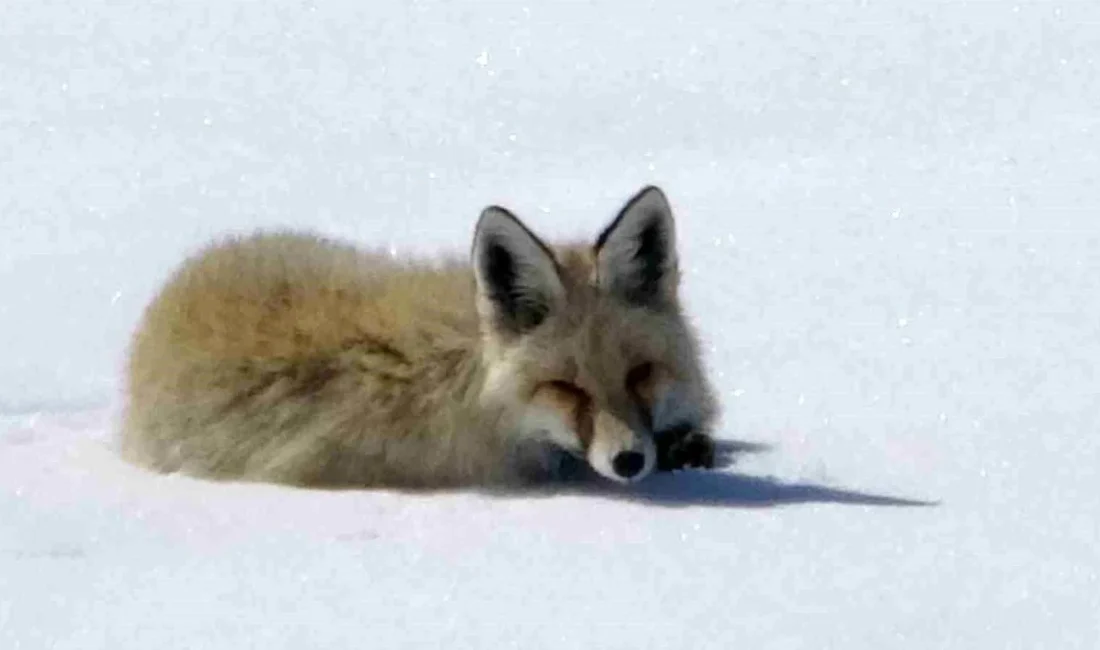 Kış şartlarının etkisini sürdürdüğü Ardahan'da, doğanın sessiz sakinlerinden biri olan