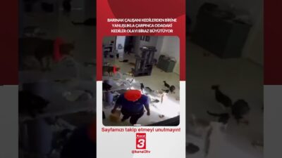 Kanal 3Sal, Nisan 28, 2026 8:00amURL:Embed:Barınak çalışanı kedilerden birine yanlışlıkla