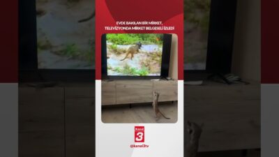 Evde bakılan bir “Mirket”, televizyonda “Mirket” belgeseli izledi… 📶https://kanal3.com.tr/ Sosyal