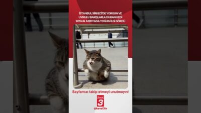 İstanbul Sirkeci’de yorgun ve uykulu bakışlarla duran kedi sosyal medyada
