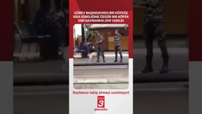 Görev başındayken bir köpeğe kısa süreliğine özgür bir köpek gibi