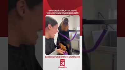 Tırnağı kesildiği için fazla tepki veren köpek izleyenleri gülümsetti… 📶https://kanal3.com.tr/