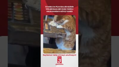 İstanbul’da pilavcıda, bir kedinin tıpkı bir insan gibi yemek yediği