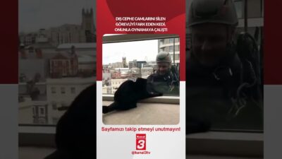 Dış cephe camlarını silen görevliyi fark eden kedi, onunla oynamaya