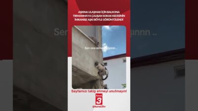 Aşkına ulaşmak için balkona tırmanmaya çalışan sokak kedisinin imkansız aşkı