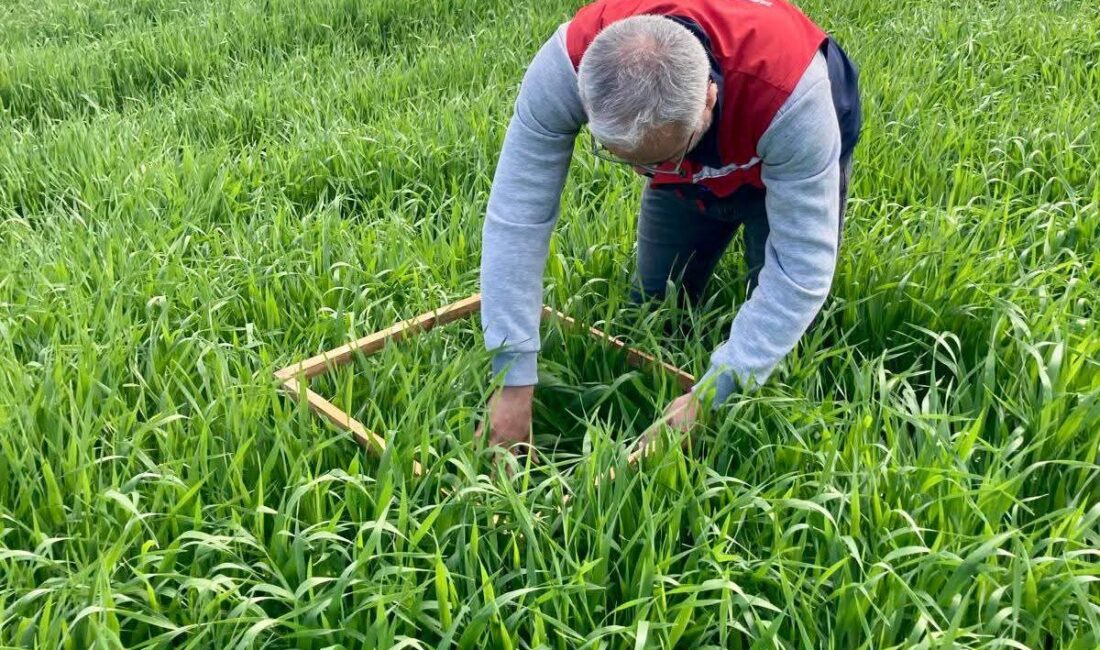 Sandıklı ilçesindeki hububat alanlarında süne taraması yapıldı.