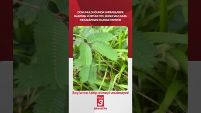 Dokunulduğunda yapraklarını kapatan küstüm otu, bunu savunma mekanizması olarak yapıyor!