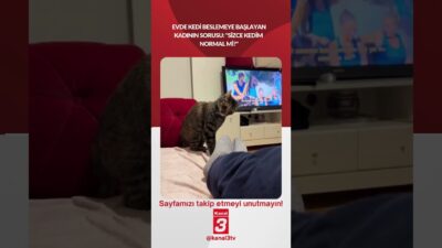 Evde kedi beslemeye başlayan kadının sorusu: “Sizce kedim normal mi?”