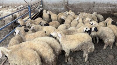 Kurban Bayramı yaklaşırken, ibadetlerini eksiksiz ve dini usullere uygun şekilde