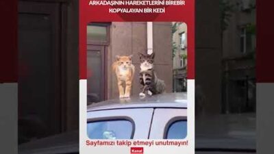 Arkadaşının hareketlerini birebir kopyalayan bir kedi… 📶https://kanal3.com.tr/ Sosyal Medya Hesaplarımızı