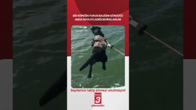 Kanal 3Cum, Mayıs 8, 2026 10:00amURL:Embed:Bir köpeğin yunus balığını gördüğü