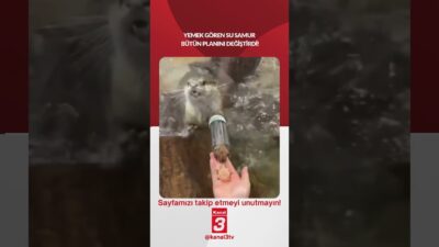 Kanal 3Paz, Mayıs 3, 2026 2:00pmURL:Embed:Yemek gören su samur bütün