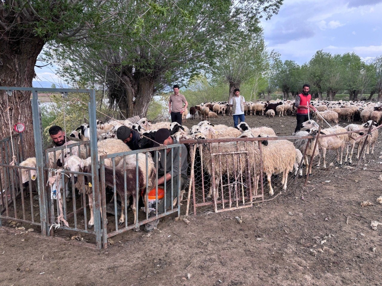 Erzincan’da hayvancılık sektöründe yaşanan çoban sorununa çözüm amacıyla Afganistan’dan getirilen