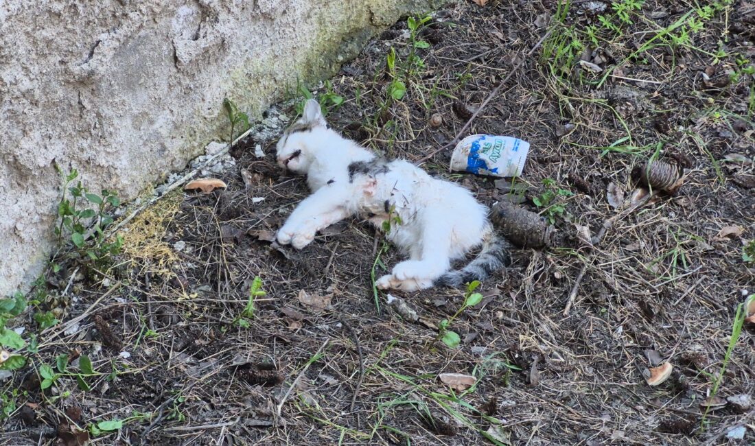 Eskişehir’in Odunpazarı ilçesinde son günlerde peş peşe yaşanan şüpheli kedi