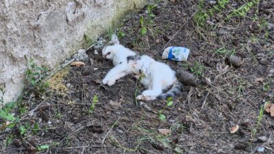Eskişehir’in Odunpazarı ilçesinde son günlerde peş peşe yaşanan şüpheli kedi