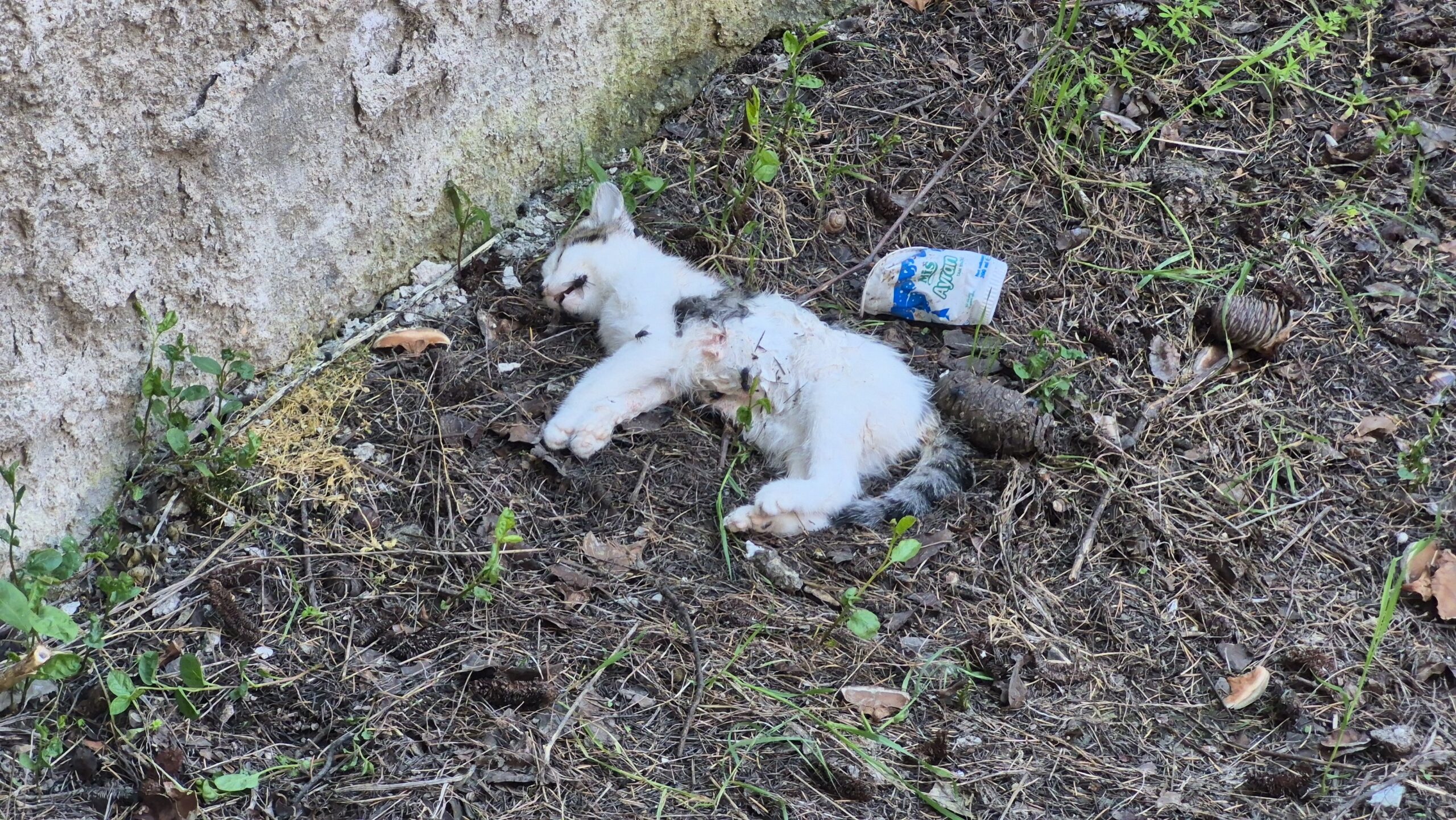 Eskişehir’in Odunpazarı ilçesinde son günlerde peş peşe yaşanan şüpheli kedi