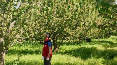 Afyonkarahisar’da dünyaca ünlü kirazların rekoltesini ve kalitesini artırmak amacıyla tarım