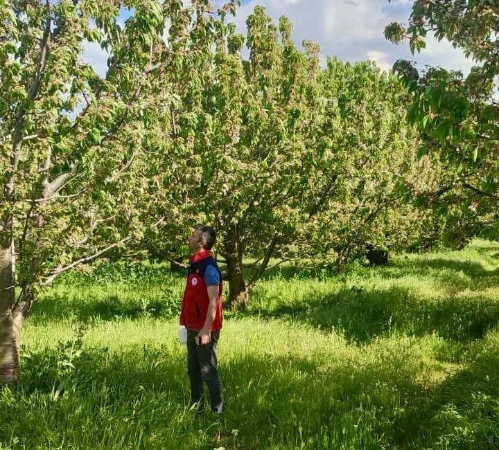 Afyonkarahisar’da dünyaca ünlü kirazların rekoltesini ve kalitesini artırmak amacıyla tarım