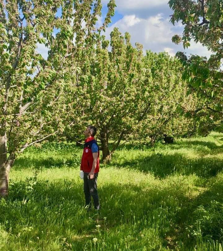 Afyonkarahisar’da dünyaca ünlü kirazların rekoltesini ve kalitesini artırmak amacıyla tarım