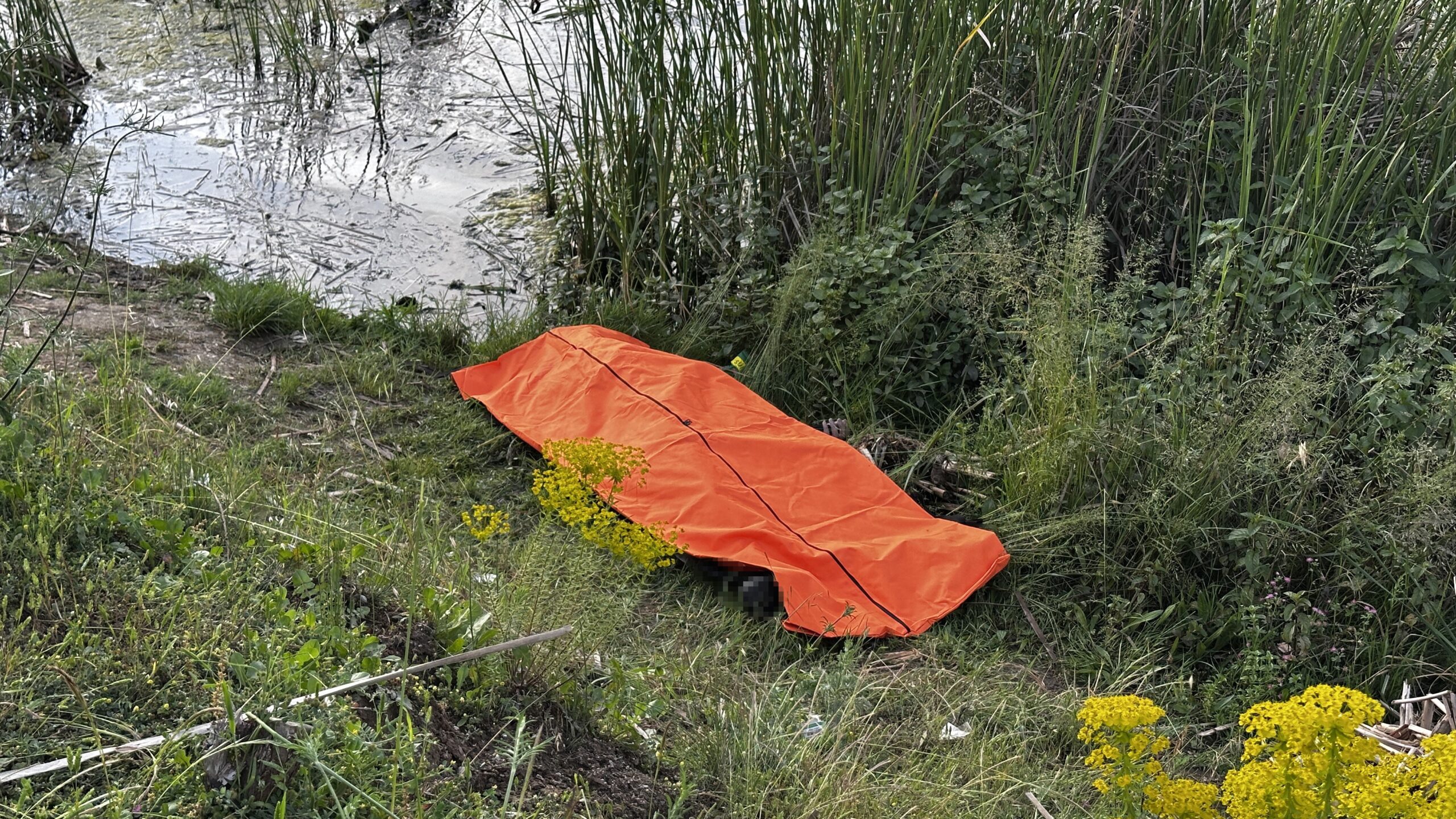 Sakarya’nın Arifiye ilçesinde bulunan bir tabiat parkında, gölet yüzeyinde hareketsiz