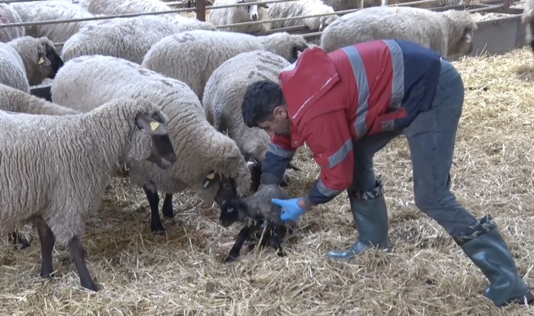 Balıkesir'de faaliyet gösteren bir hayvancılık işletmesinde dünyaya gelen Merinos cinsi