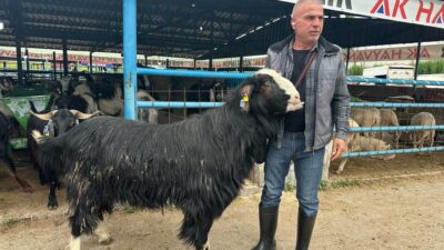Kurban Bayramı'na sayılı günler kala canlılığın en üst seviyeye ulaştığı