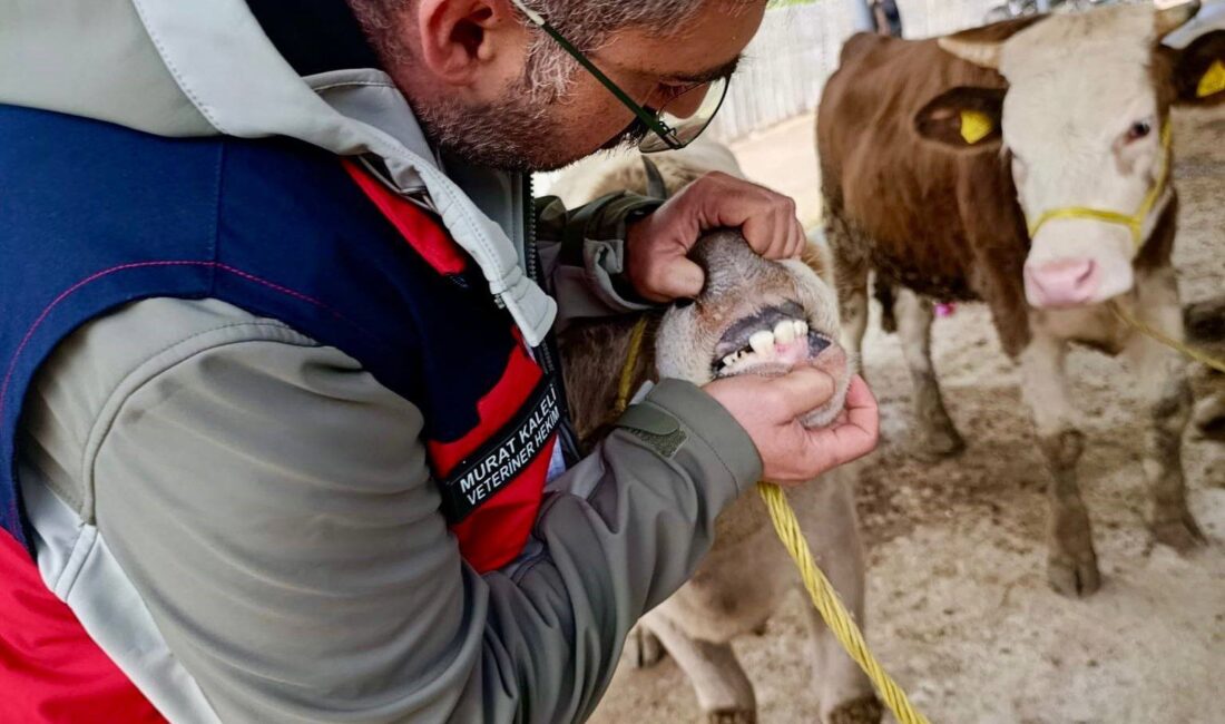 Kurban Bayramı öncesinde Afyonkarahisar İl Tarım ve Orman Müdürlüğü ekipleri,