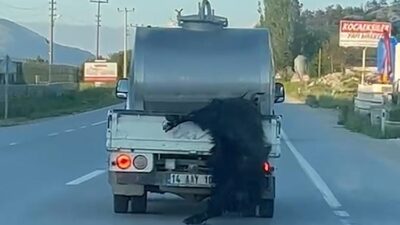 Bolu’da Kurban Bayramı öncesinde vicdanları sızlatan bir hayvan zulmü yaşandı.