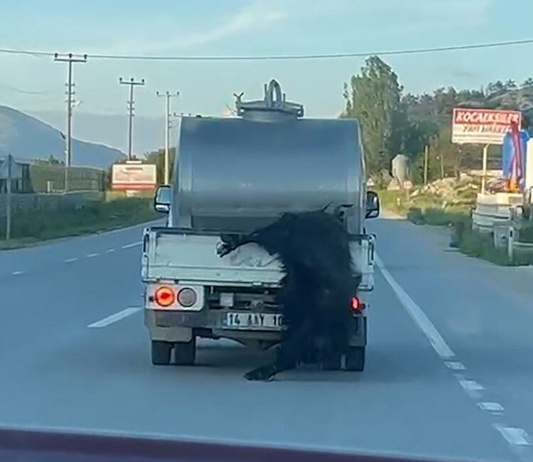 Bolu’da Kurban Bayramı öncesinde vicdanları sızlatan bir hayvan zulmü yaşandı.