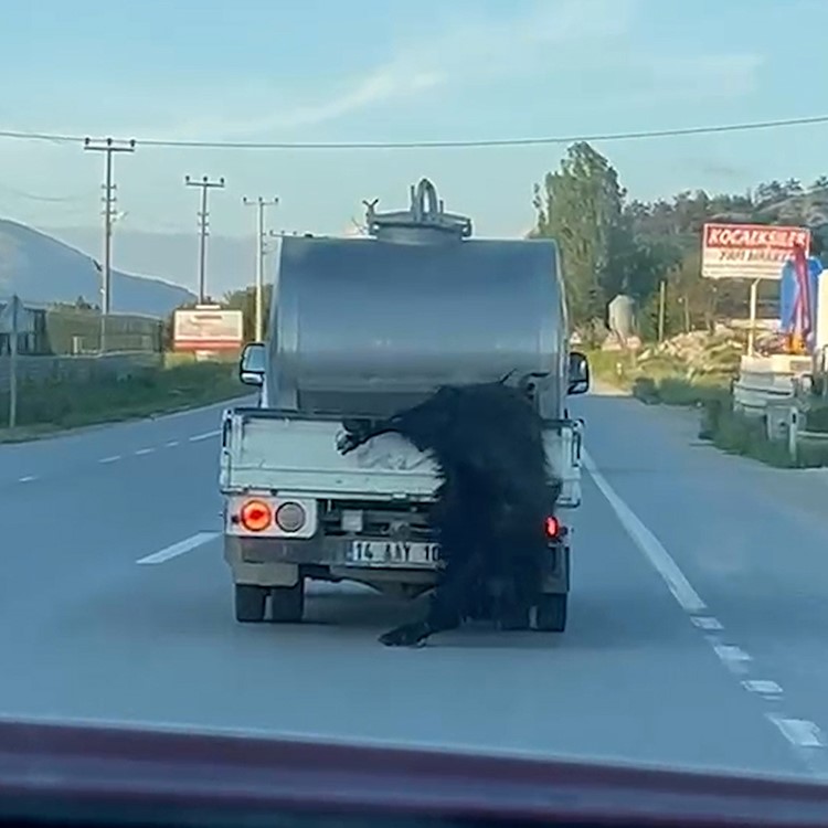 Bolu’da Kurban Bayramı öncesinde vicdanları sızlatan bir hayvan zulmü yaşandı.