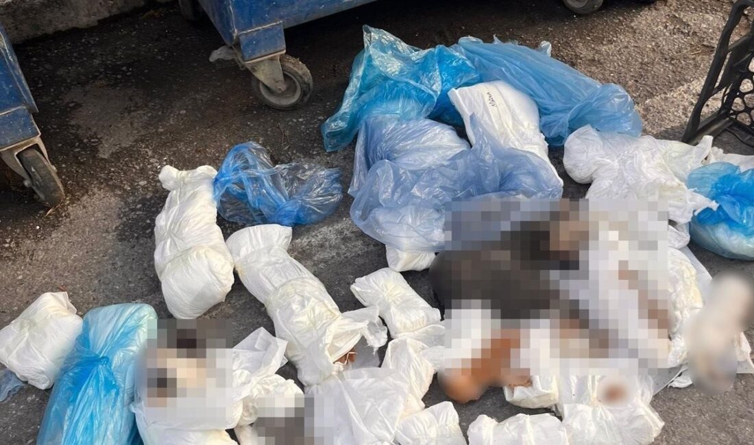 İzmir'in Buca ilçesinde geçtiğimiz hafta 33 kedinin çöp konteynerinde ölü