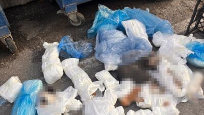 İzmir'in Buca ilçesinde geçtiğimiz hafta 33 kedinin çöp konteynerinde ölü