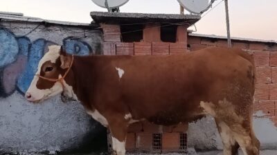 Bursa’da Kurban Bayramı dolayısıyla kaydedilen ve "bu kadarına da pes"