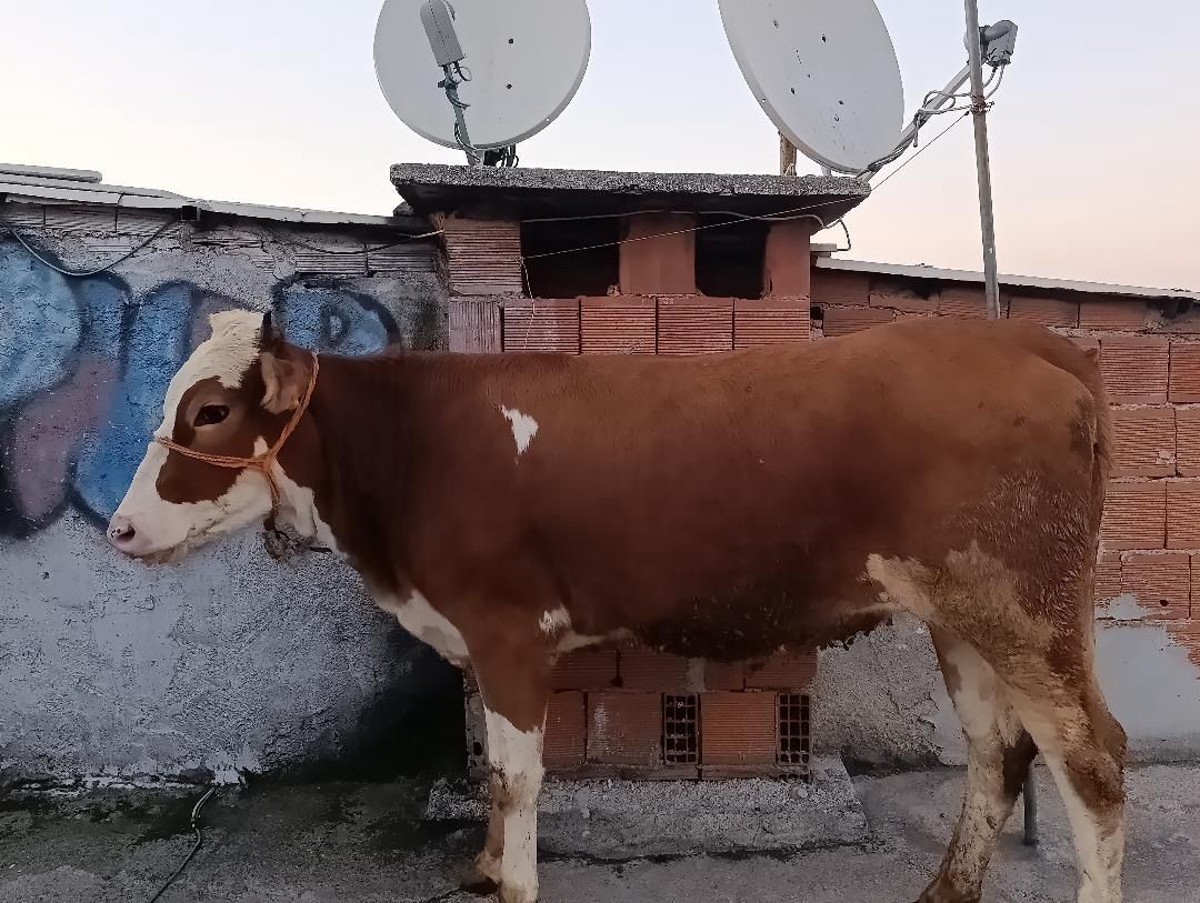 Bursa’da Kurban Bayramı dolayısıyla kaydedilen ve "bu kadarına da pes"