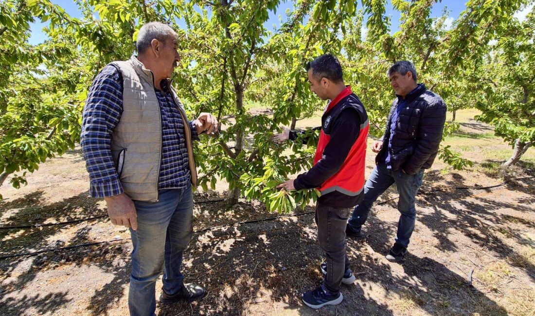 Türkiye’nin önemli kiraz üretim merkezlerinden biri olan Afyonkarahisar’da, kiraz üretim