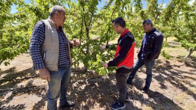 Türkiye’nin önemli kiraz üretim merkezlerinden biri olan Afyonkarahisar’da, kiraz üretim