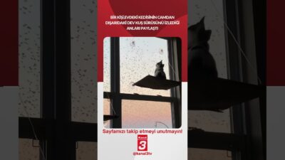 Kanal 3Cum, Mayıs 15, 2026 6:30amURL:Embed:Bir kişi, evdeki kedisinin camdan