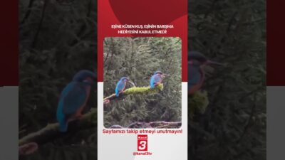 Eşine küsen kuş, eşinin barışma hediyesini kabul etmedi! 📶https://kanal3.com.tr/ Sosyal