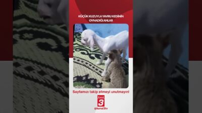 Kanal 3Pts, Mayıs 25, 2026 2:00pmURL:Embed:Küçük kuzuyla yavru kedinin oynadığı