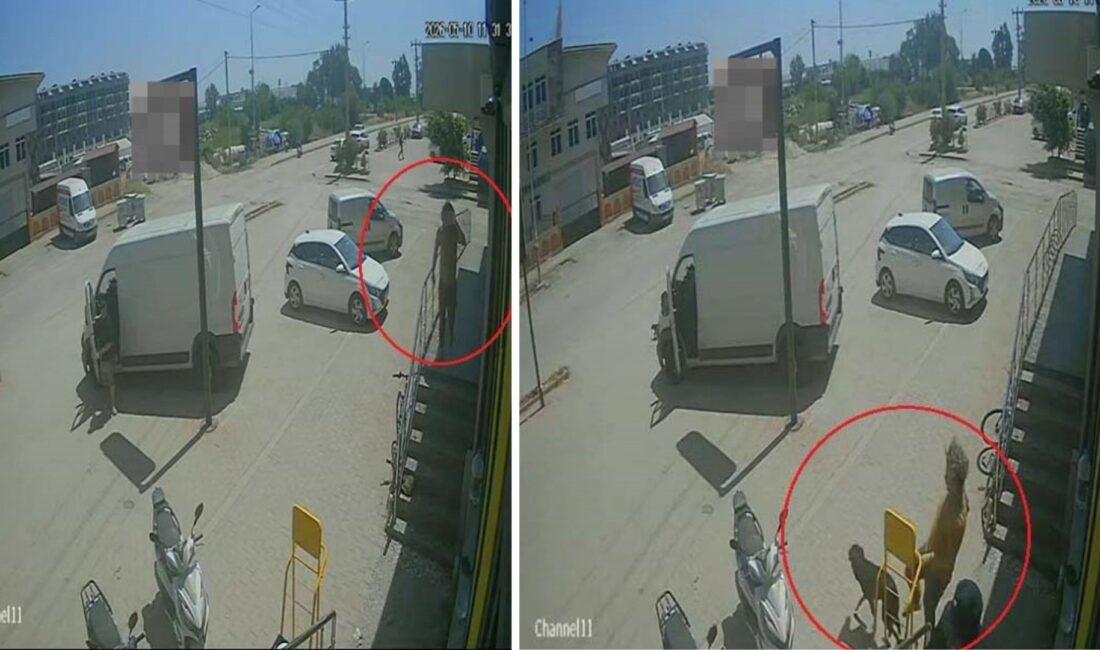 Antalya'da sokakta kendi halinde yatan kedi ve köpeğe vahşice saldıran