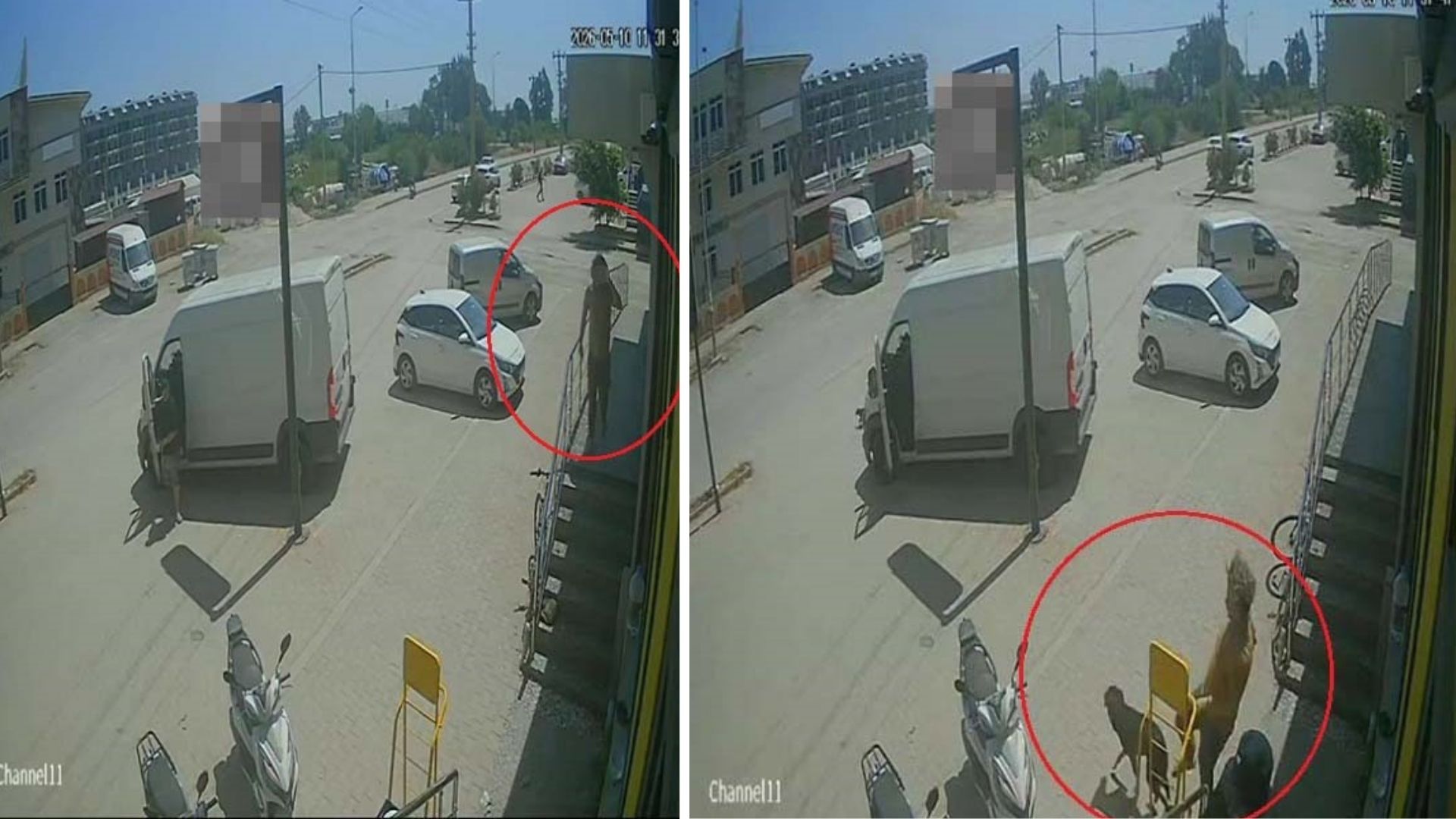 Antalya'da sokakta kendi halinde yatan kedi ve köpeğe vahşice saldıran
