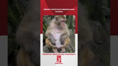 Verilen yumurtadan midesi bulanan maymun! 📶https://kanal3.com.tr/ Sosyal Medya Hesaplarımızı Takip