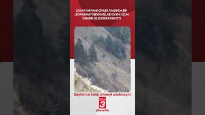 Zoom yaparak çimler arasında bir leoparı kaydeden kişi, kendisini uzun